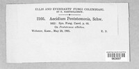 Aecidium pentastemonis image